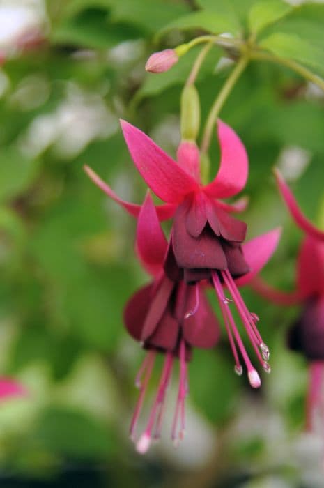 fuchsia 'Dorothy Hanley'