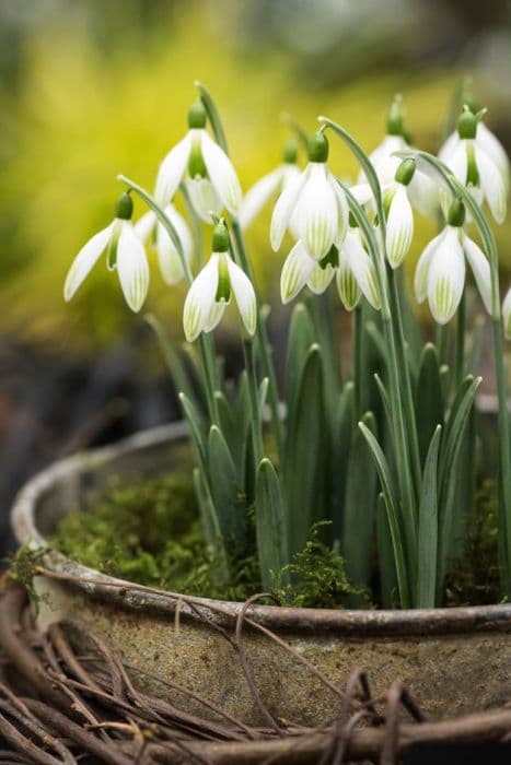 snowdrop 'Kildare'