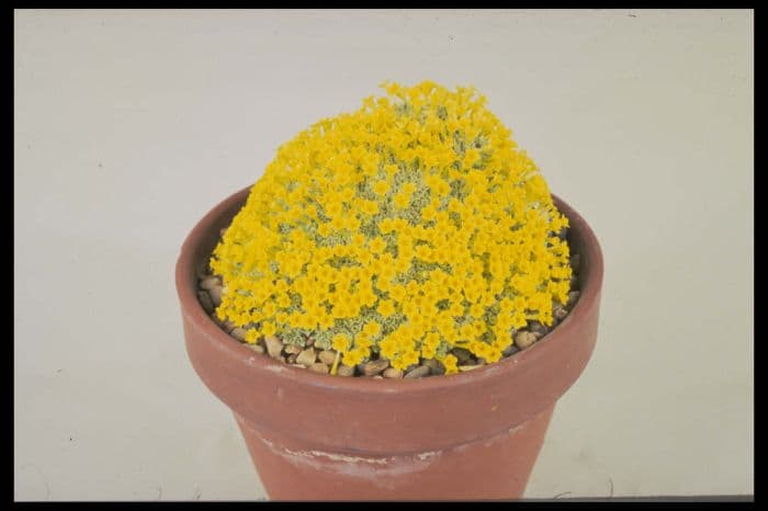 dionysia 'Peter Edwards'