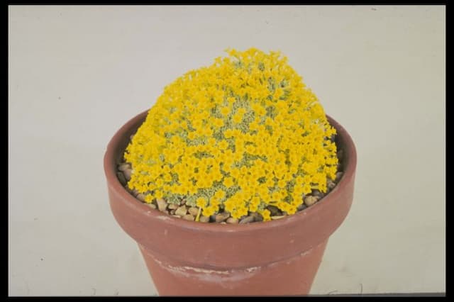 Dionysia 'Peter Edwards'