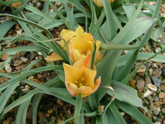 tulip 'Bright Gem'