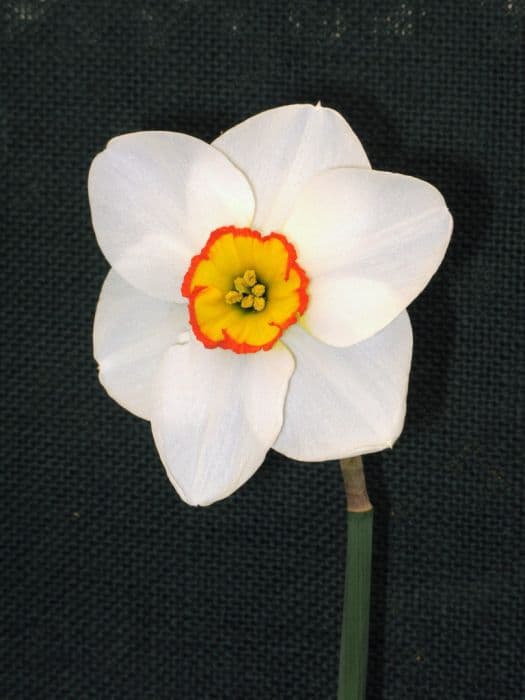 Daffodil 'Merlin'