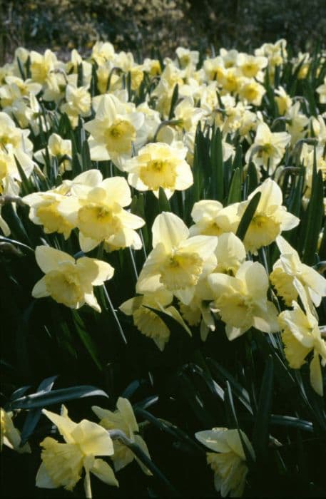 Daffodil 'Saint Patrick's Day'