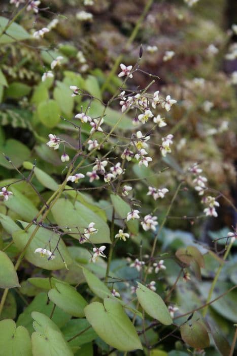 hairy barrenwort