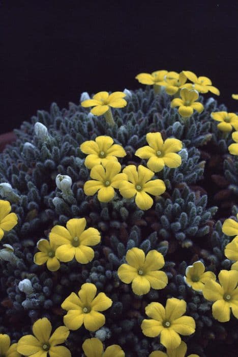 dionysia 'Phyllis Carter'