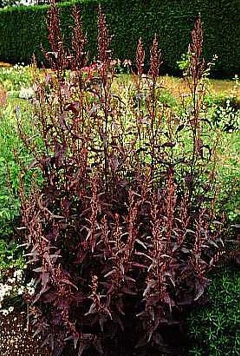 red mountain spinach