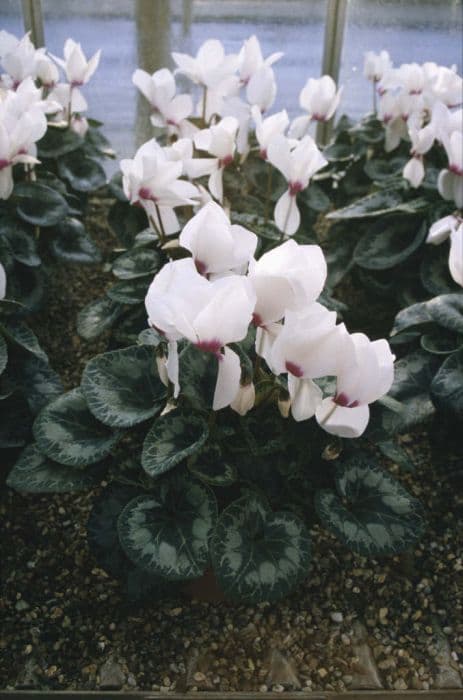 cyclamen 'Sierra White With Eye'