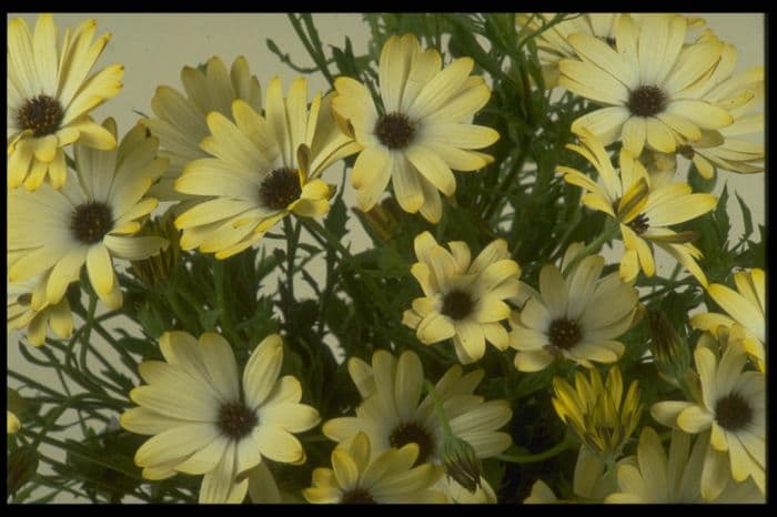 African daisy 'Buttermilk'