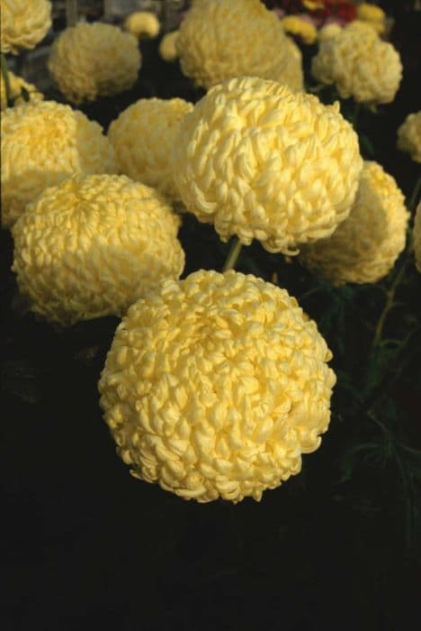 chrysanthemum 'Yellow American Beauty'