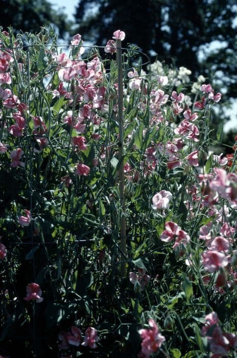 sweet pea 'America'