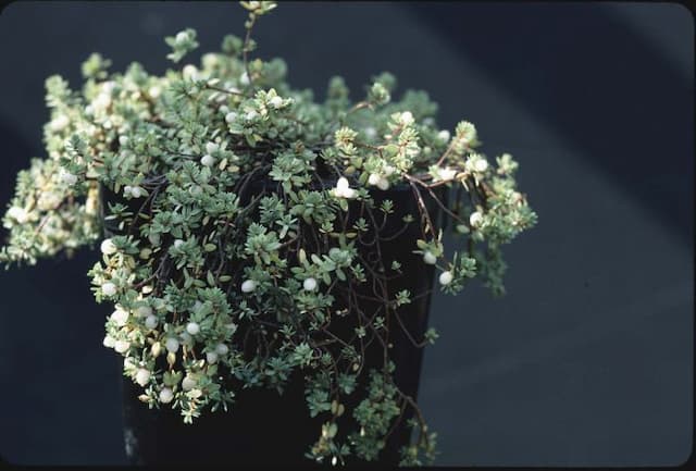 Prostrate rice flower