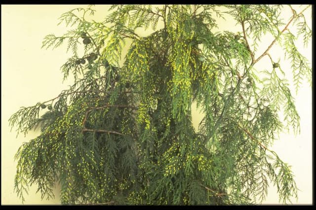 Noble cypress