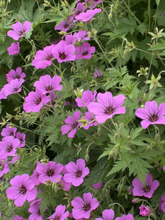 cranesbill [Patricia]