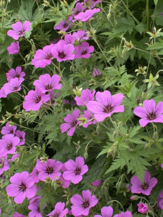 cranesbill [Patricia]