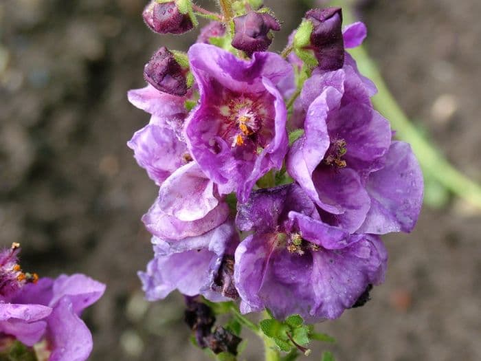 mullein 'Sugar Plum'