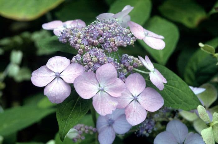 hydrangea 'Miranda'