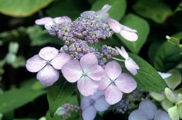 Hydrangea 'Miranda'