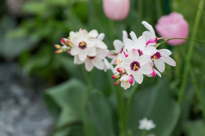 corn lily 'Spotlight'