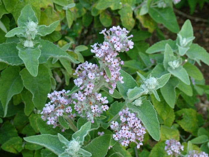 Himalayan butterfly bush