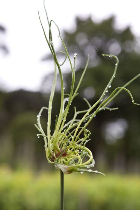 Allium 'Dready'