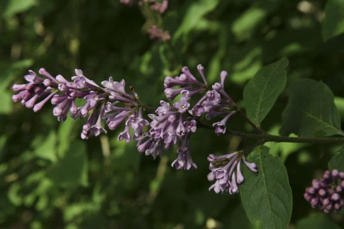 nodding lilac