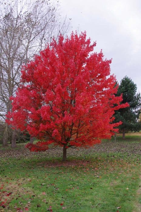 red maple 'October Glory'