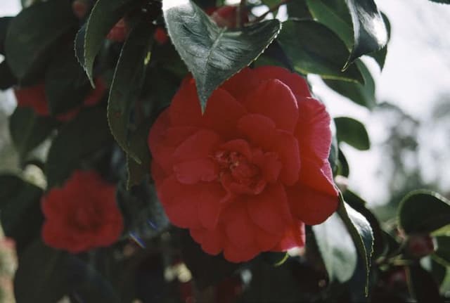 Camellia 'Grand Slam'