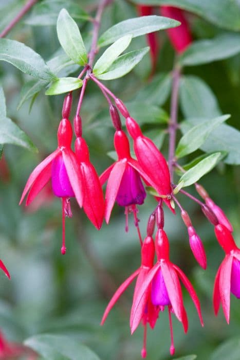 fuchsia 'Bernisser Hardy'