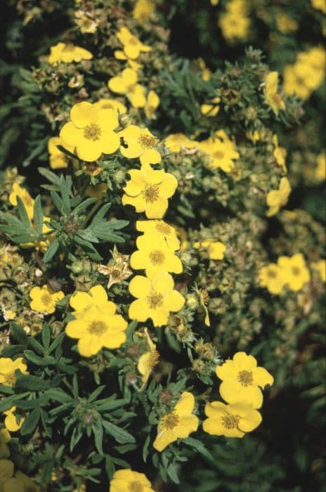 shrubby cinquefoil 'Jackman's Variety'