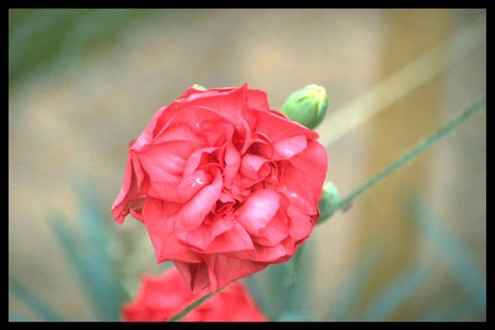 border carnation 'Maisie Neal'