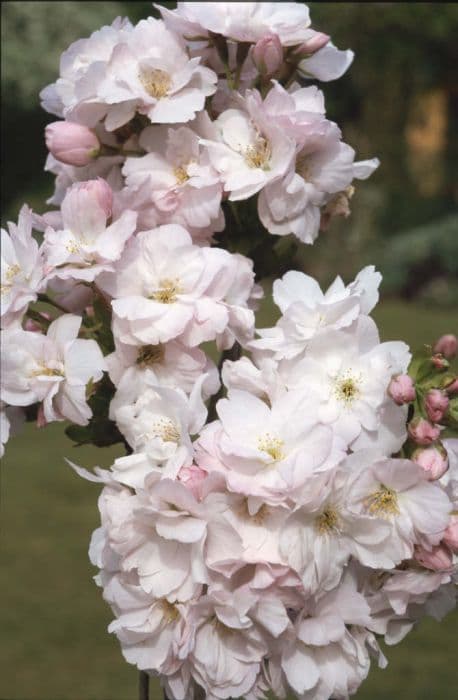 cherry 'Amanogawa'