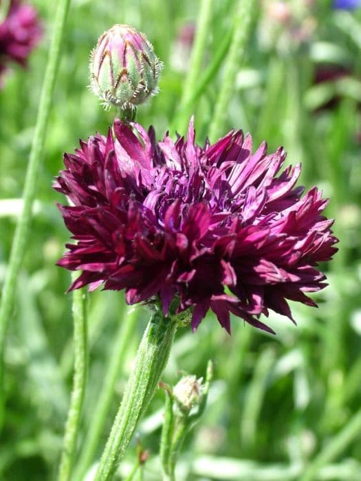 cornflower 'Black Ball'