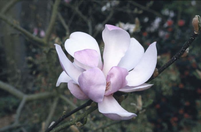 magnolia 'Pinkie'