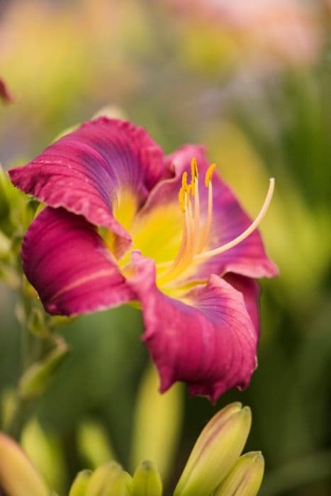 daylily 'Prince Poppycock'