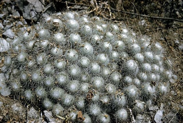 Twin-spined cactus