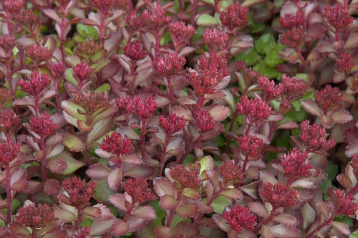 crimson stonecrop 'Voodoo'