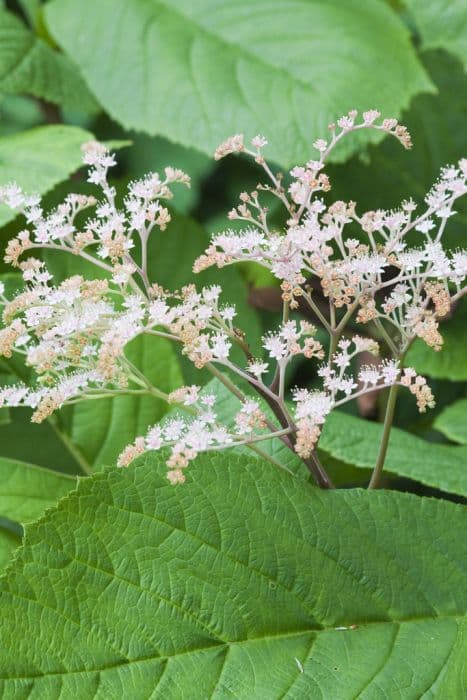 Henry's chestnut-leaved rodgersia