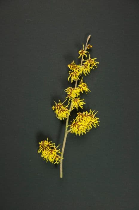witch hazel 'Arnold Promise'