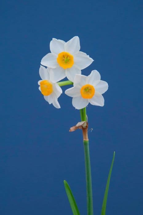 daffodil 'Crevette'