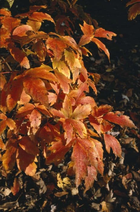 three-flowered maple