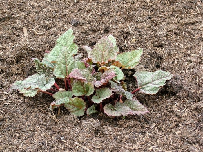 rhubarb 'Ace of Hearts'