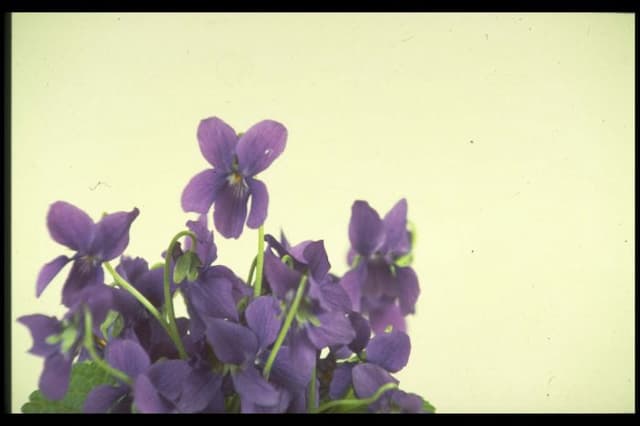 Sweet violet 'Wellsiana'