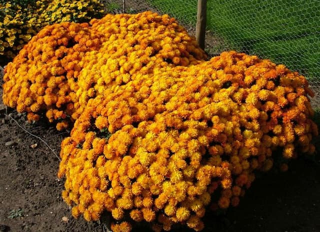 Chrysanthemum 'Action'