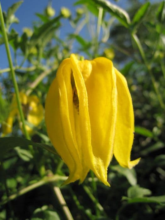 clematis 'Helios'