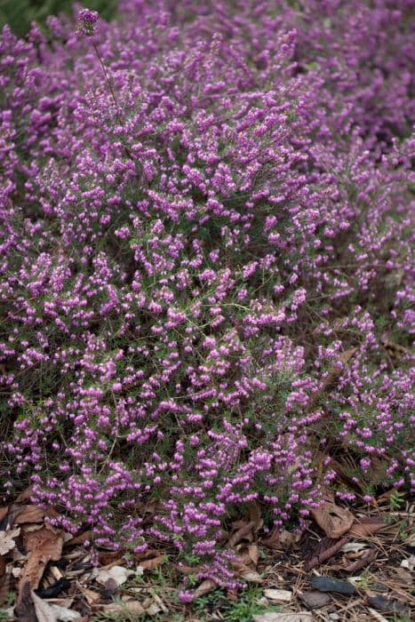 heather 'Arthur Johnson'