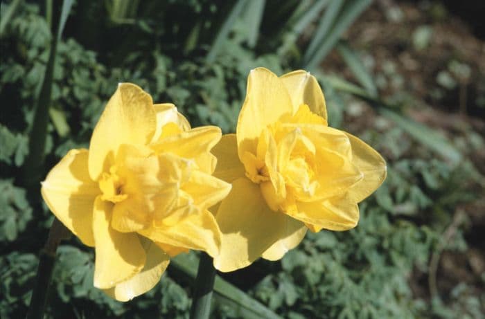 daffodil 'Papua'