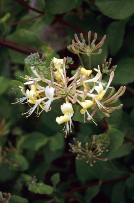 honeysuckle 'Superba'