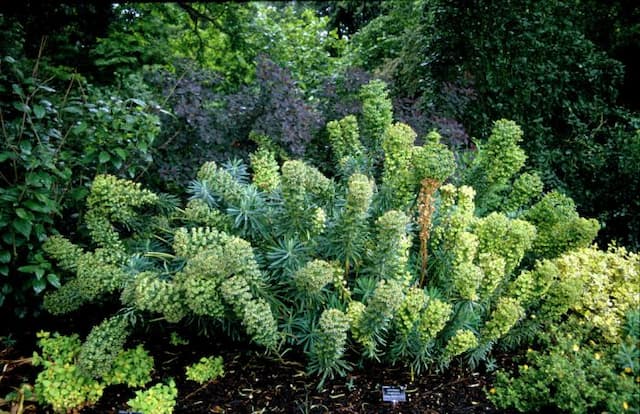 Mediterranean spurge