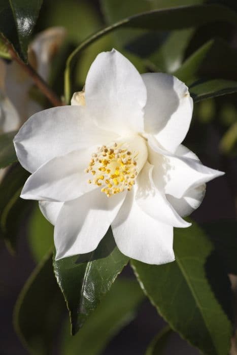 camellia 'Lily Pons'