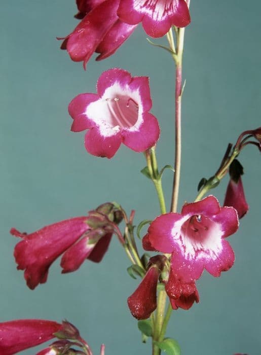 penstemon 'Pensham The Dean's Damson'